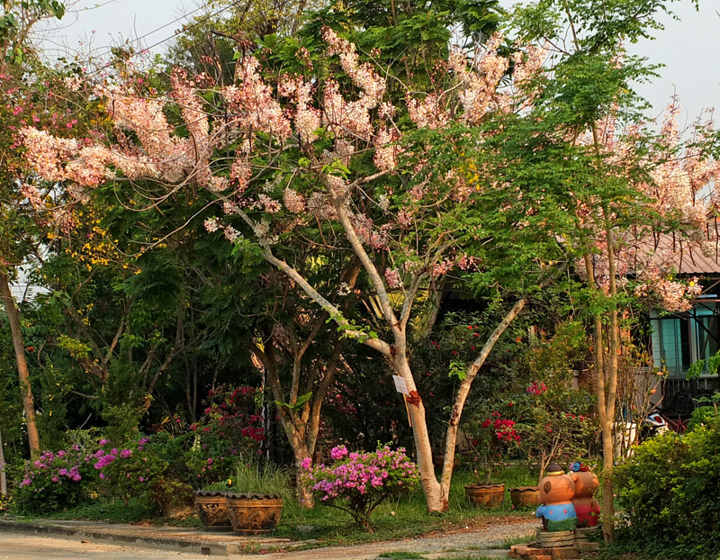 фото цветущих деревьев 1