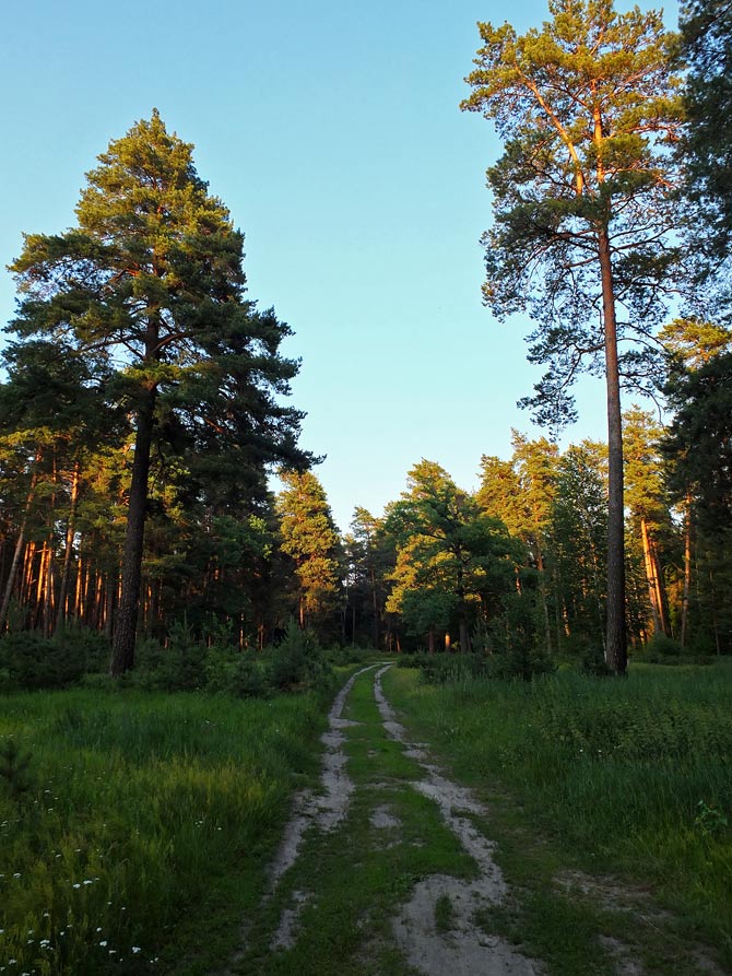 сосновый лес фото 1