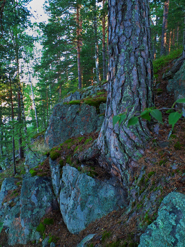 сосновый лес ленинградская область фото
