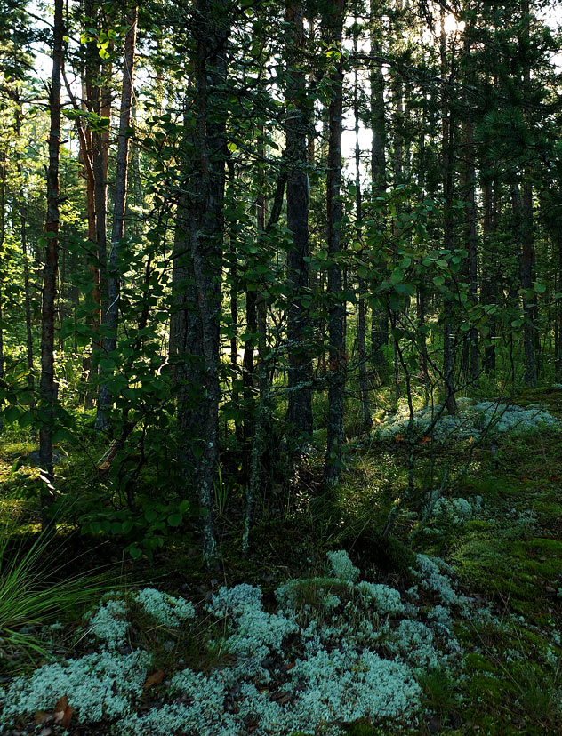 сосновые леса ленинградской области