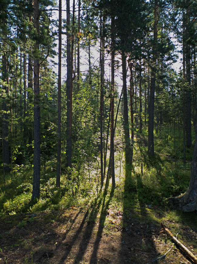 ленинградская область лес