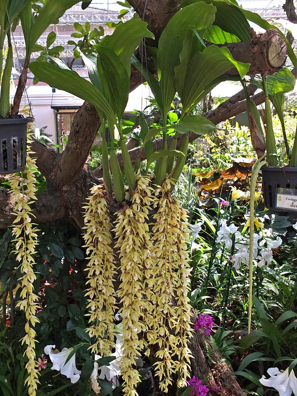 сад орхидеи фото